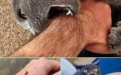 Jeśli kot cię ugryzie, oznacza to, że…