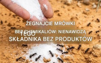 Pozbądź się mrówek bez chemikaliów: nienawidzą tego naturalnego składnika