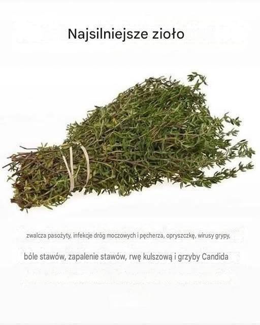 SILNIEJSZE ZIOŁA, KTÓRE NISZCZĄ PASOŻYTY, INFEKCJE DRÓG MOCZOWYCH I PĘCHERZA, OPRYSZCZKĘ I WPŁYWAJĄ NA WIRUSY