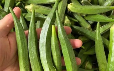 Czy okra jest dobra dla osób z cukrzycą? Korzyści, zagrożenia i jak ją prawidłowo jeść