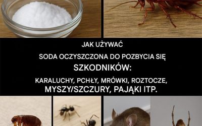 Inwazja owadów? Ten domowy sposób pozwala pozbyć się ich bez użycia toksycznych środków