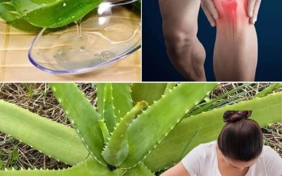 16 problemów zdrowotnych, w których aloes staje się Twoim sprzymierzeńcem w dbaniu o dobre samopoczucie