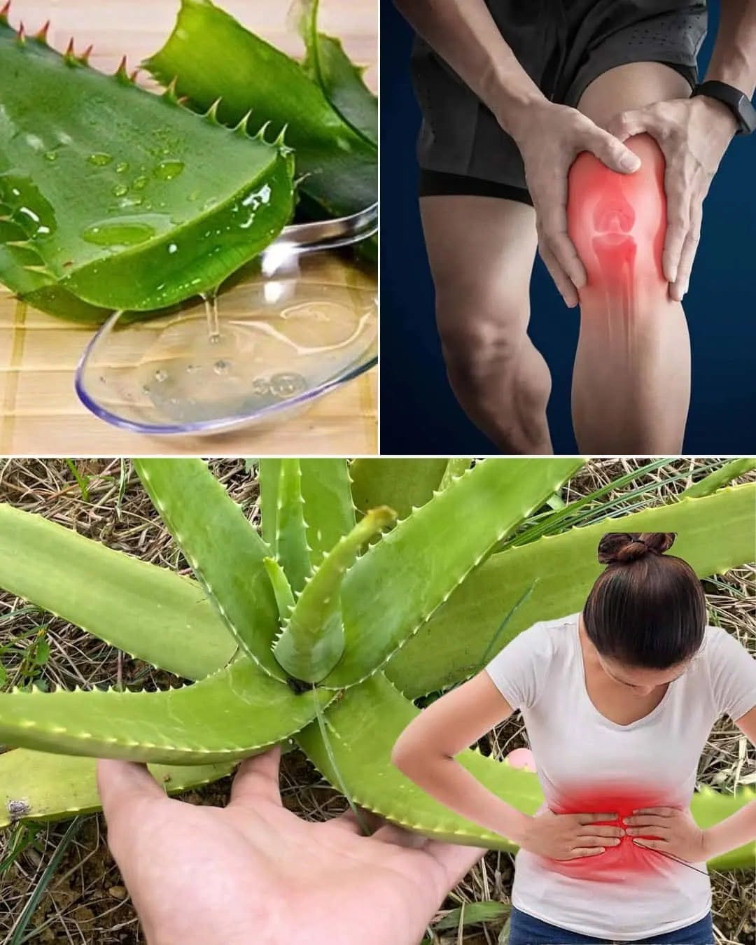 16 problemów zdrowotnych, w których aloes staje się Twoim sprzymierzeńcem w dbaniu o dobre samopoczucie