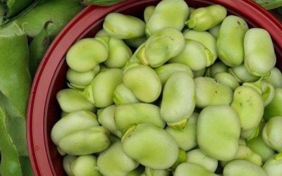 Lekarze ujawniają, że spożywanie bobu powoduje… Zobacz więcej…