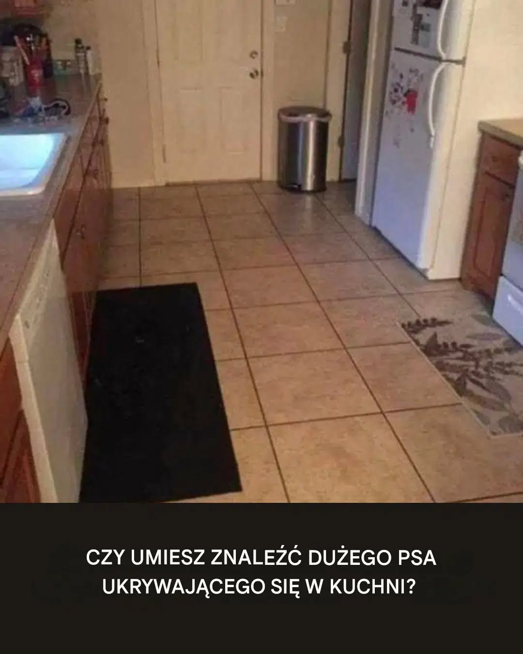 Czy potrafisz dostrzec dużego psa ukrytego w tej kuchni?