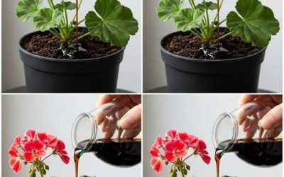 Jeśli to zrobisz, Twoje pelargonie będą kwitły natychmiast nieprzerwanie przez ponad rok.