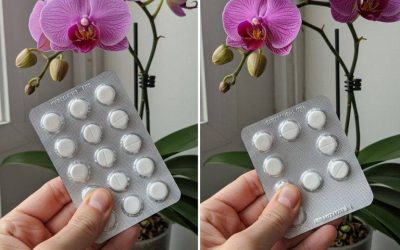 Jedna tabletka na wieczne kwitnienie: Jak dbać o storczyka