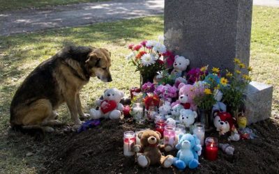 Pies obcej osoby siadywał przy grobie mojego zmarłego syna każdego dnia przez rok — aż pewnego dnia pojawił się na moim podwórku z zabawką w pysku