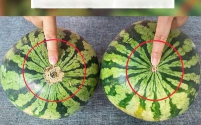 Koniec z mdłymi arbuzami! Oto niezawodny wizualny przewodnik, jak znaleźć najsłodsze owoce na targu.