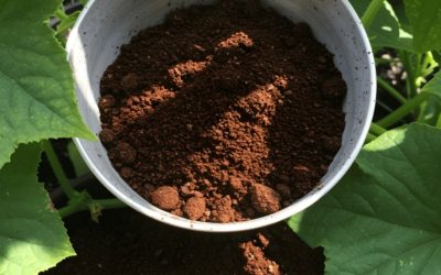 17 roślin, które rosną najlepiej na fusach po kawie – Naturalna stymulacja wzrostu